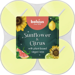 Bolsius Tealights 8pcs &Oslash;5.5cm Sunflower&Citrus