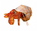 MAKEBUG 3D paberist pusle Erakv&auml;hk, MB-B-0008