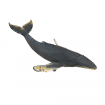 COLLECTA k&uuml;&uuml;rvaal, (XL), 88347
