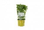 Sidrunmeliss potis HANSA HERBS