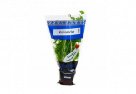 Koriander potis Hansa Herbs