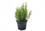 Rosmariin potis &Oslash;14cm