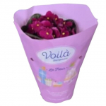 S&auml;ntpoolia 12cm potis