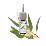 Orgaaniline eukal&uuml;ptil&otilde;hn niisutajatele Venta ORGANIC EUCALYPTUS FRAGRANCE, 6047000