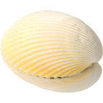 V&otilde;lukarp