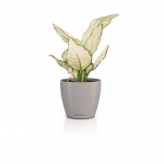 Lillepott LECHUZA Classico Color 12, 16692