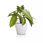 Lillepott LECHUZA Classico Color 14, 16696