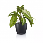 Lillepott LECHUZA Classico Color 14, 16695