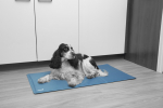 Cold carpet for pets 90 x 50 cm