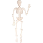 Liiv vormib inimese skeletti