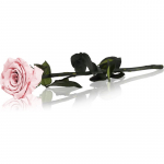 RoseAmor Pink stabiliseeritud roos varrega 30 cm 1 tk