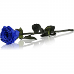 RoseAmor Blue stabiliseeritud roos varrega 1 tk
