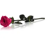 RoseAmor Fuchsia stabiliseeritud roos varrega 30 cm 1 tk