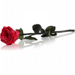RoseAmor Red stabiliseeritud roos varrega 30 cm 1 tk