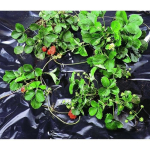 Must pol&uuml;et&uuml;leenkile BLACK COVER 1,40 x 10m 1A130301