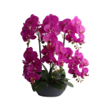 Orhideja GARDEN QUEEN H64cm, tum&scaron;i rozā 85815