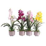 Orhideja GARDEN QUEEN H70cm, tum&scaron;i rozā 85817