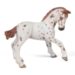 Poulain Apaloosa