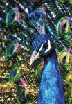 Teemantmosaiigi komplekt 40x50 cm. "Peacock"