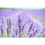 Kreemjas du&scaron;igeel Institute Karite Paris Lavender Shea 500 ml