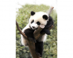 Pildid straazidega teemantmosaiiktehnikas "V&auml;sinud panda" Collection D'Art 27x38cm