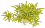 Pogostemon helferi - Tropica (korv)