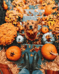 Maalimine numbrite j&auml;rgi - maalimise komplekt 40x50 cm. "Retriever and pumpkins"
