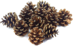 24 m&auml;nnik&auml;bi ca. 7-9cm m&auml;nnik&auml;bid K&auml;bid kuusk Looduslikud k&auml;bid j&otilde;ulukaunistus Advent Deco