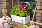 R&otilde;dukast Begonia Dłuto 56cm valge 19x56x19,5cm