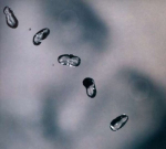 Vin&uuml;&uuml;lplaat 2LP Peter Gabriel Up (Remastered)