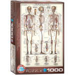 Pusle Eurographics, 6000-3970, The Skeletal System, 1000 tk
