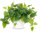 Kunstlik pothos keraamilises potis kaunistuseks 1 tk.