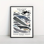 Plakat, ookeani loomad, 29,97*41,91cm be rėmelių