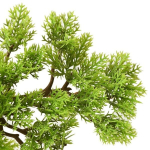 Bonsai, 60 cm