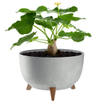 Lillepott Lillepott 33cm kate + jalad korgist lillealus, hall