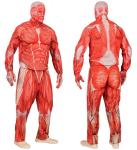 "ANATOMY FAST SUIT" (jope, p&uuml;ksid, kindad, mask)
