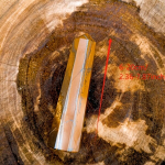 K&otilde;lar, 17-20cm/6.67-7.87inch