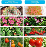 INF Taimelamp / taimevalgusti 4 paindliku LED-luminofoortoruga 1-pakk WELLNGS