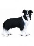 Bordercollie koerakujuke Collecta, must 88010 80105