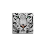 Reproduktsioon Valge tiiger