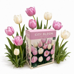 Tulbisibulate komplekt City Bloom Ivory Rose Nojus 20 tk