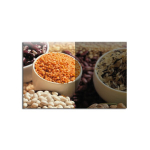 Reproduktsioon Kruup