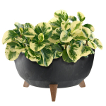 Lillepott Lillepott 40cm kate + jalad korgist lillealus must