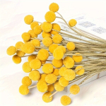 Kuivatatud lilled, 20 vnt