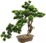 Bonsai puu kausis, kunstlik bonsai, kunstlik puu, dekoratiivne puu, kunstlik jaapani taim, roheline taim, dekoratiivne puu, n&auml;eb v&auml;lja nagu p&auml;ris, suur dekoratiivne taim, dekoratsioon, bonsai pott, eksootiline