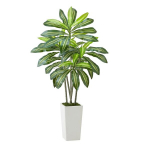 Dracaena kunsttaim valge potiga