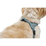 Koera rakmed Hunter SOHO MINI Sinine