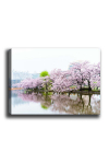 Reproduktsioon Zakura