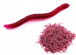 Kunstlikud ussid RED Dendrobena Dendrobena Dew 3,5 cm 100x