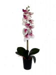 Kunstorhidee Must Elegants